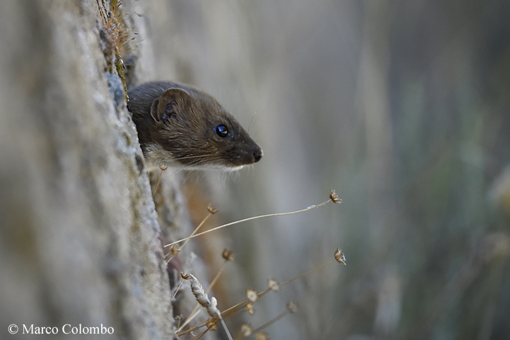 Donnola sarda (Mustela nivalis boccamela)